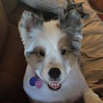 Profile Picture of Laurie Carlton (@laurie_carlton) on Instagram