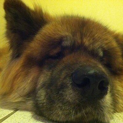 Profile Picture of Kyle Bingham (@kwee) on Twitter
