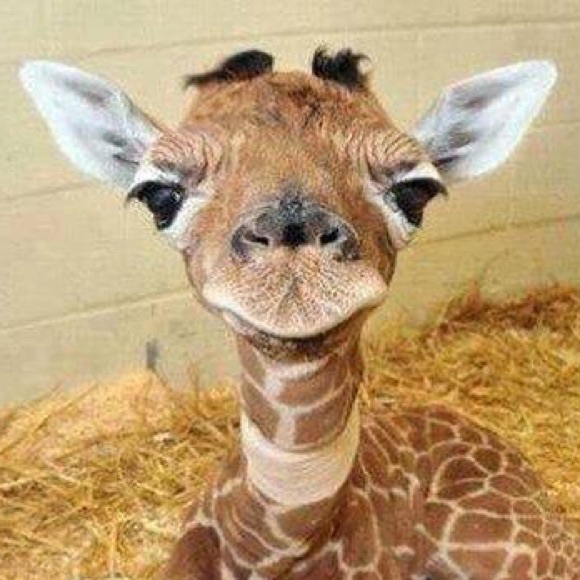 Leslie Redkey - Poshmark Profile Picture of Leslie Redkey (@ljredkey) on Poshmark