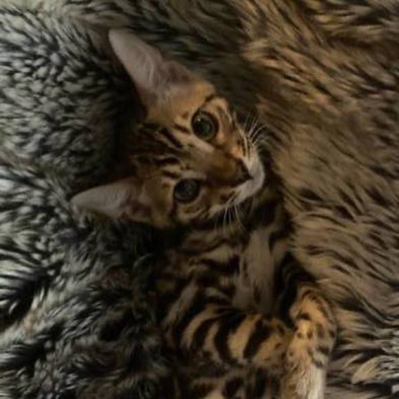 Profile Picture of Briana Barg (@briana_barg) on Poshmark