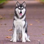 Profile Picture of Kennel Kingdom Navjord (@husky_kingdom_navjord) on Instagram