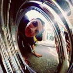 Profile Picture of daniel mcafee (@mechanicsplit) on Instagram