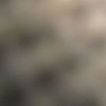 Profile Picture of James Petrucci (@petruccijames) on Instagram