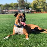 Rocky 🐻 - Instagram Profile Picture of Rocky 🐻 (@_rockybear) on Instagram