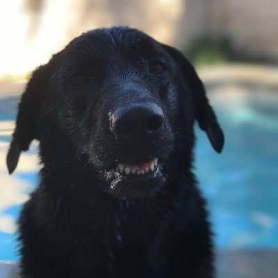 Profile Picture of Michael Landis (@silverfox1769) on Twitter