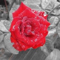Profile Picture of Iris Nguyen (@iris-nguyen-13) on Quora
