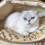 Profile Picture of Kalai's Scottish Folds (@kk_scottishfolds) on Instagram