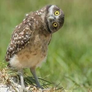 Profile Picture of Daniel Esteban (@dandegiano) on Twitter