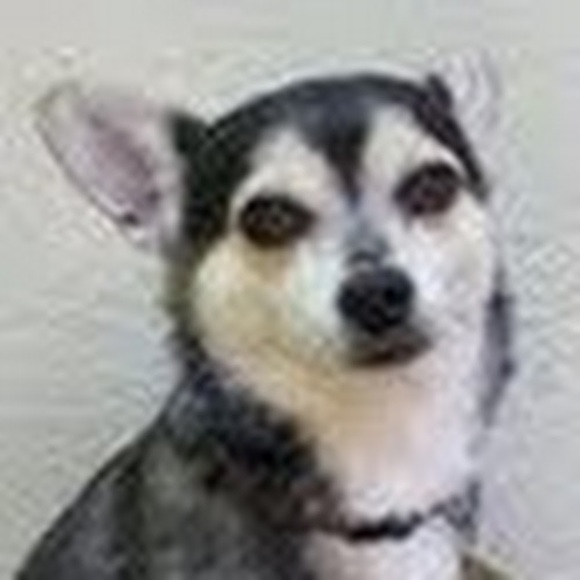 Profile Picture of Irene Patry (@ipatry) on Poshmark