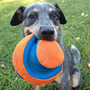 Profile Picture of Sam Marks (@Sam Marks' Pet Photography) on Flickr