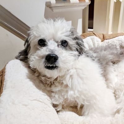 Profile Picture of Chloe Chow (@itschowtimeee) on Twitter
