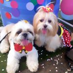 Profile Picture of Ralph e Cindy (@ralph_cindy) on Instagram