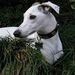 Profile Picture of Suzanne Wright (@zwright) on Pinterest