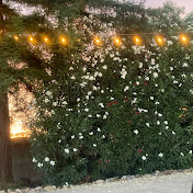 Profile Picture of Roxanne Ayala (@roxanneayala3095) on Youtube