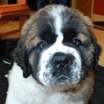 Profile Picture of Sandy DeVries (@sandra.devries123) on Instagram