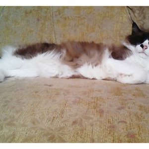 Profile Picture of MarkMari (@MarkMari_) on Twitter