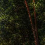 Profile Picture of coreylinnea (@coreylinneab) on Instagram