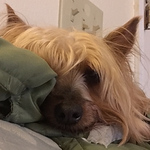 Profile Picture of Andrew S (@andrew_raphael_small) on Flickr