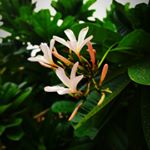 Profile Picture of Dipanshu Hans (@the_one_with_clickingskills_) on Instagram