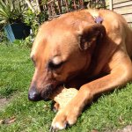 Profile Picture of Kelly Redden-Rowley (@lanikaikel) on Instagram