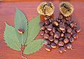 Profile Picture of American chestnut - Wikipediaon Wikipedia