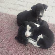 Profile Picture of Max Sharma (@MaxSharma_Pagan) on Twitter