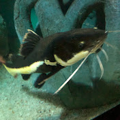 Profile Picture of Gleb Plaksin (@glebplaksin433) on Youtube