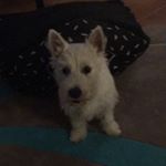 Profile Picture of Bruce Hall owner Keoni.c (@bruce_westie121) on Instagram