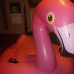 Profile Picture of Ricardo Flamingo (@ricardo_the_flamingos_spirit) on Instagram