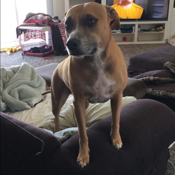 Profile Picture of Andy Morrow (@chiefmorrow) on Poshmark