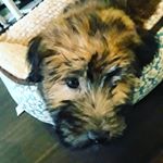 Profile Picture of Buddy Coco (@buddythewheatenterrier17) on Instagram