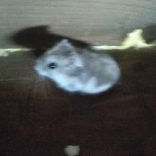 Profile Picture of патрик (@homapatrick) on Instagram