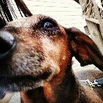 Profile Picture of Otis, Dixie, & Gabriel (@just2dogs_andacat) on Instagram