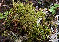Profile Picture of Cladia blanchoniion Wikipedia