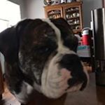 Chris Quam - Instagram Profile Picture of Chris Quam (@quammer23) on Instagram