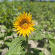 Profile Picture of Audrey Wise (@audreywise329) on Youtube