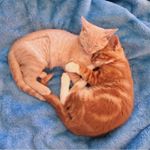 Profile Picture of Maxie Reese & Murphy Rose (@ginger.meows) on Instagram