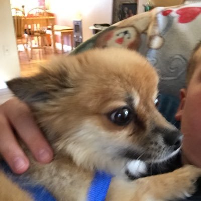 Profile Picture of Tyler Matthew Apesos (@apesos_tyler) on Twitter