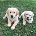 Profile Picture of Walter And Willow (@walterandwillow.goldens) on Instagram