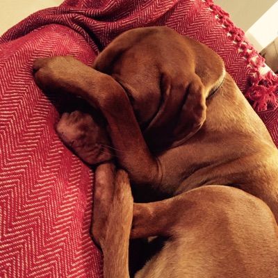 Profile Picture of ⭐️Max⭐️ (@maxthedogwight) on Tiktok