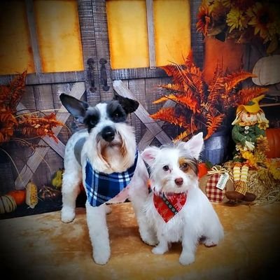 Profile Picture of Jo Roark Harless (@HarlessJo) on Twitter