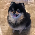 Profile Picture of Yeontan (연탄) (@yeeontan) on Instagram