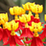 Profile Picture of Gyrasolmaduro (@gyrasolmaduro) on Flickr