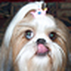 Profile Picture of Dee Spreitzer (@Dee Jack) on Flickr
