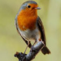 Profile Picture of Robin O. Knight FBPE (@RougeGorge007) on Twitter