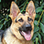 Profile Picture of Sarah Filipiak (@German Shepherd Central) on Flickr