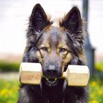 Profile Picture of Дрессировка собак в Самаре (@clever_dog_samara) on Instagram