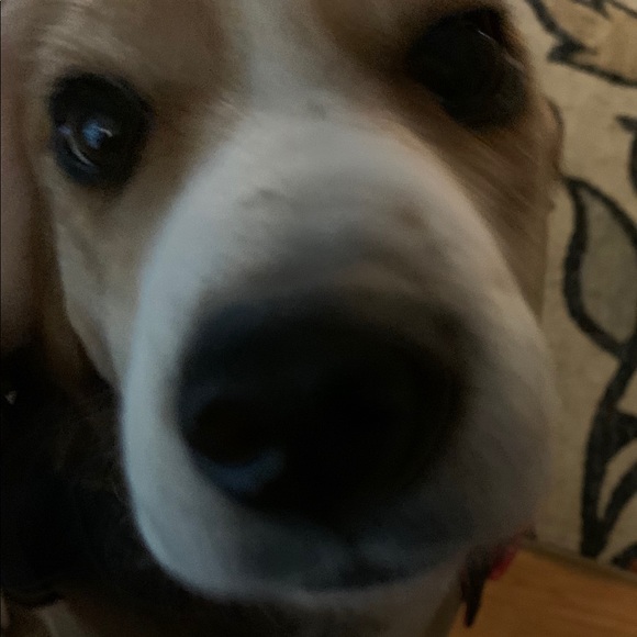 Profile Picture of Amy Rudigier (@vetmom00) on Poshmark