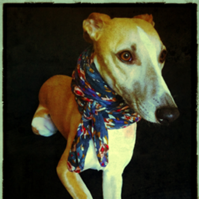 Profile Picture of J'ai Du Chien (@GduChien) on Twitter