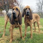 Profile Picture of Winnie & Wilson (@wilsonandwinnie) on Instagram